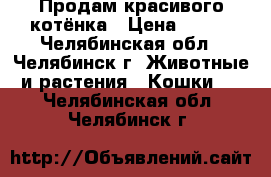 Продам красивого котёнка › Цена ­ 800 - Челябинская обл., Челябинск г. Животные и растения » Кошки   . Челябинская обл.,Челябинск г.